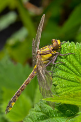Libellula gialla sulla foglia