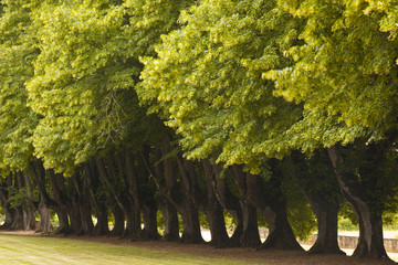 Avenue of trees at Noirlac abbey