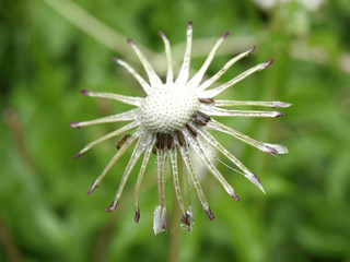 Funny dandelion