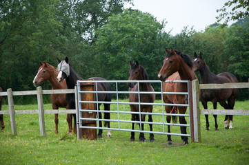 Equine Audience