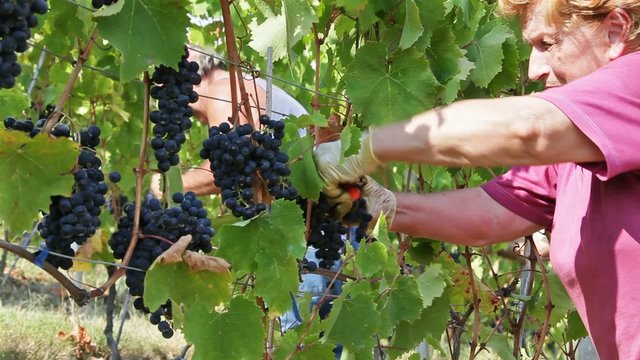 Vendemmia Raccolto dell' uva