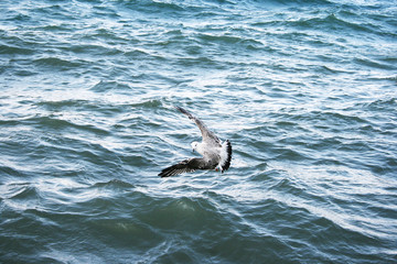 Fototapeta premium Seagull on lake Sevan