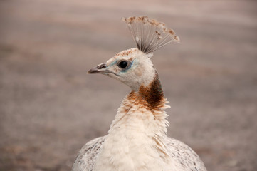 Peahen