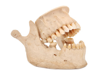 human jaw