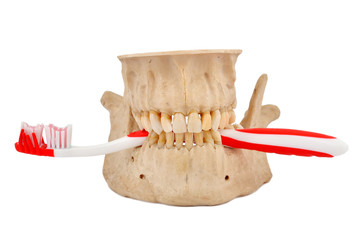jaw and tooth brush