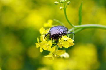 Beetle On Flower