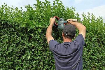 Gartenarbeit, Hecke zurückschneiden