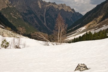 пейзаж с березой © Vadim Turkin