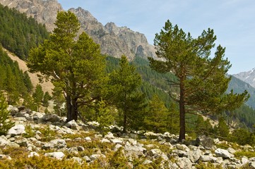 пейзаж с соснами