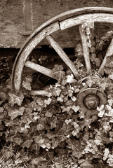 Fototapeta na wymiar Ivy covered wagon wheel