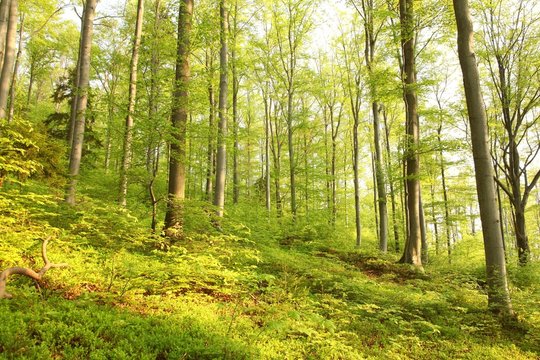 Spring beech forest in the May morning