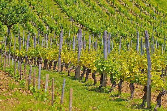 ROUTE DES VINS DU BUGEY