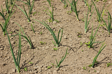 Field with organically growing onions
