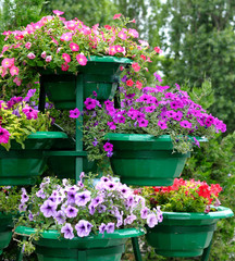 Petunia flowers in pots outdoors - 42388262