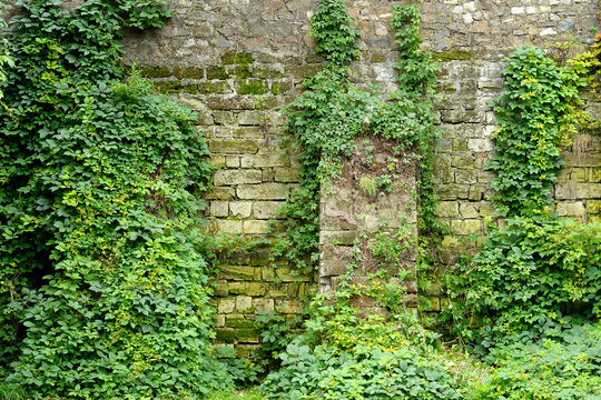 Old stone wall overgrown with ivy