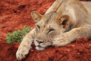 lions