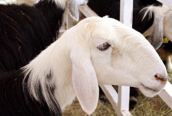 Fototapeta premium Najdi, a beautiful arabian sheep