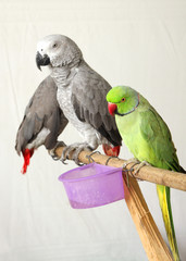 Beautiful green and grey parrots © Dr Ajay Kumar Singh