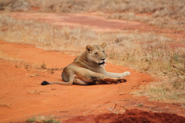 lions