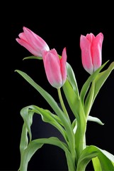 pink tulips on black background