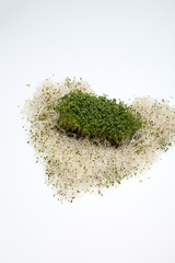 Fresh alfalfa sprouts and cress on white background