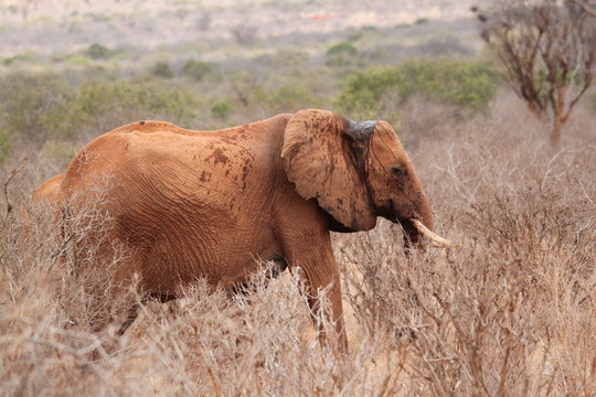 &eacute;l&eacute;phant