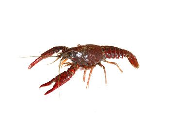 crawfish