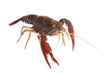 crawfish