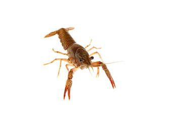 crawfish