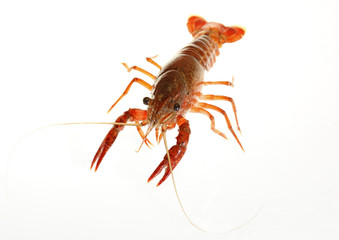 crawfish