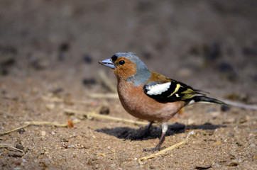 Chaffinch on the ground