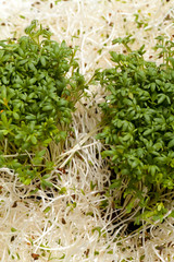 Fresh alfalfa sprouts and cress on white background