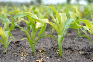 Fototapeta premium Maispflanzen