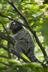 Sagui