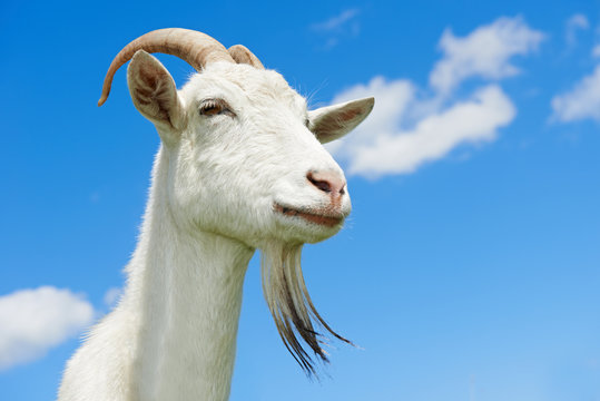 Goat Images – Browse 428,790 Stock Photos, Vectors, and Video | Adobe Stock