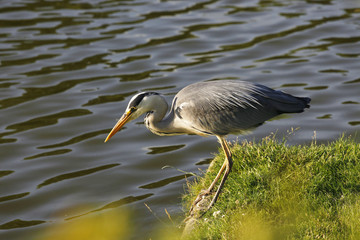 Reiher