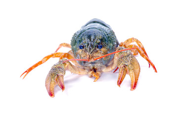 crawfish