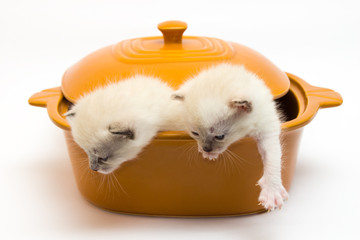 Kittens in a pot