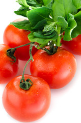 Red ripe tomato