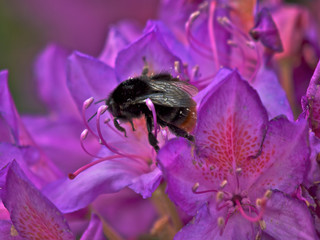 Rhododendron
