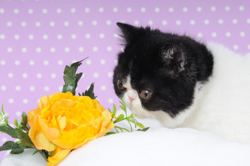 cucciolo di exotic  shorthair black & white