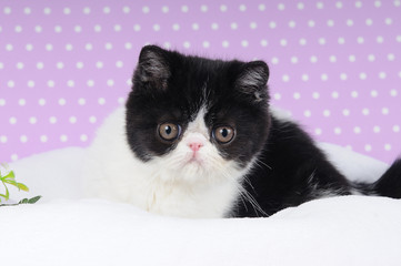 cucciolo di exotic  shorthair black & white