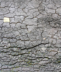 Cortex of the alder with lichen - texture