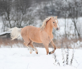 palomino pony
