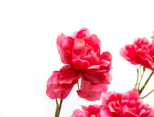 Artificial red flowers on a white background