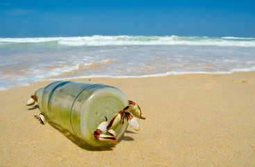 Obraz premium goose barnacle