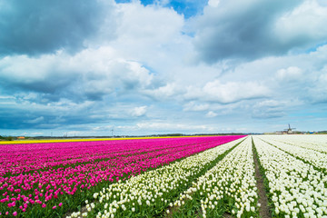 Fototapeta na wymiar Tulips and windmill