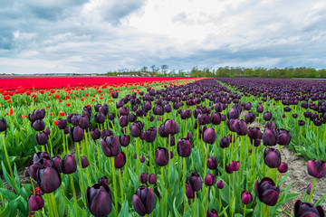 Field of tulips