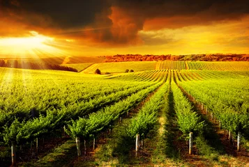 Fotobehang Prachtige zonsondergang in de wijngaard © Kwest