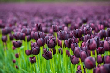 Acrylic prints Tulip Field of tulips
